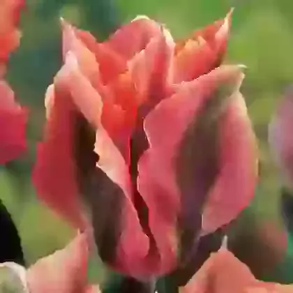 Viridiflora Tulips